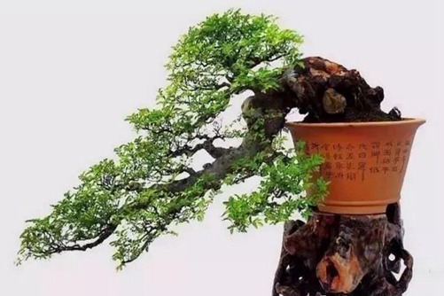 夏季榆树的养护与管理,如何让榆树安全渡夏