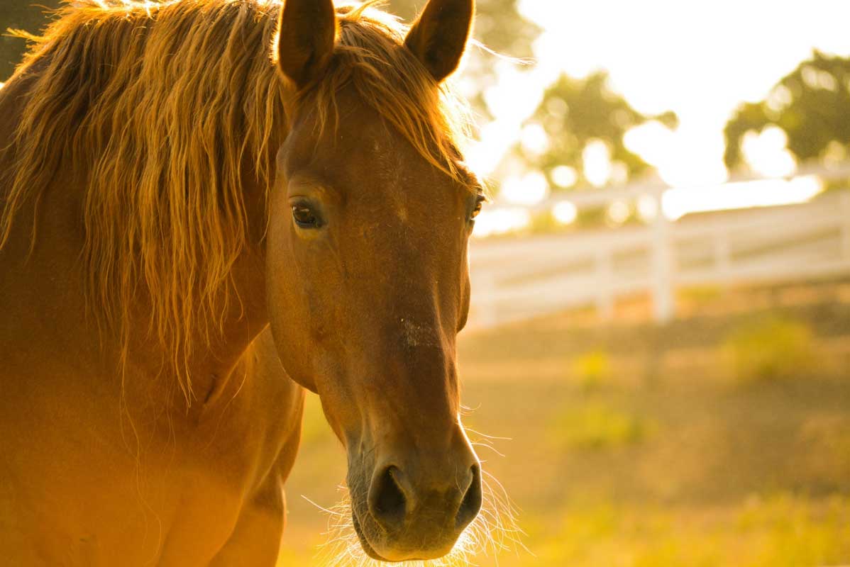horse