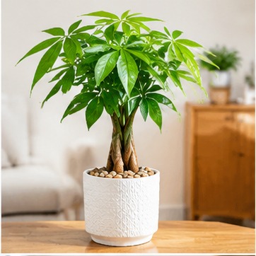 发财树盆栽示意